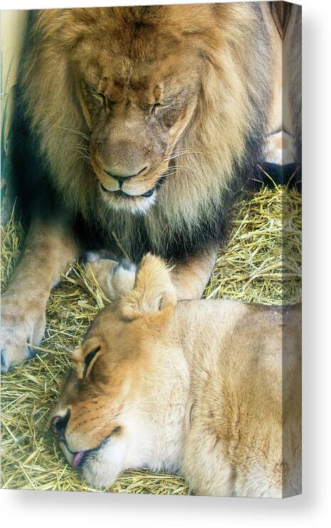 Wildlife Canvas Print featuring the photograph Someone to Watch Over Me by David Stasiak