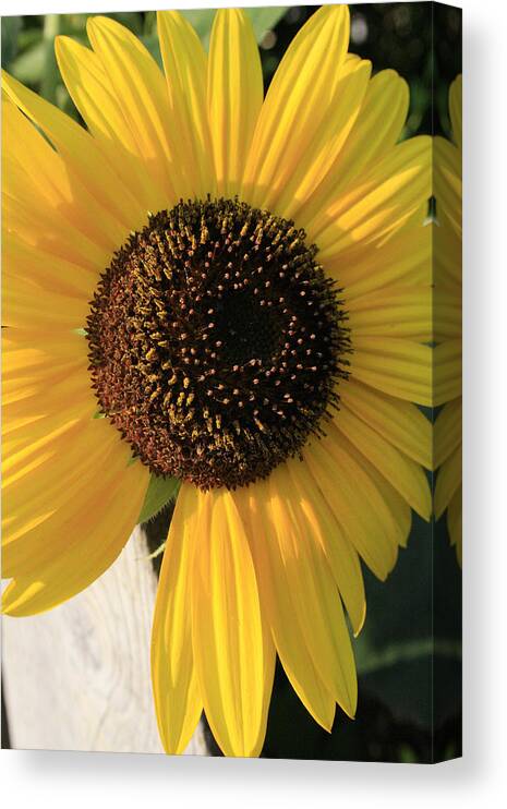 Flowers Canvas Print featuring the photograph Son Of a Sun by Alan Rutherford