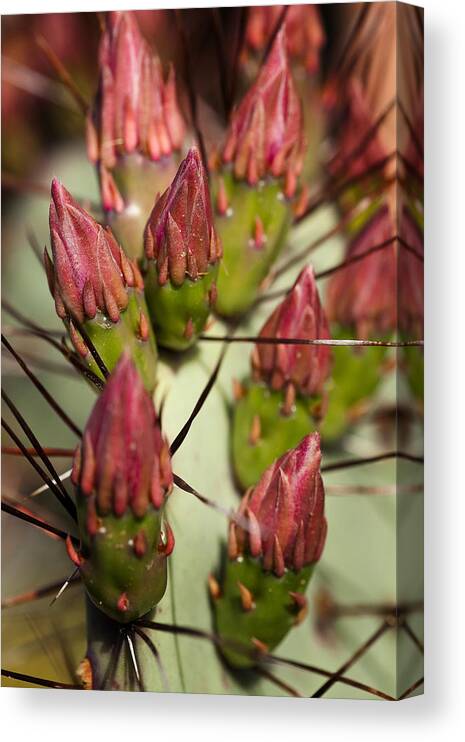 Prickly Pear Canvas Print featuring the photograph Soon to Bloom by Kelley King