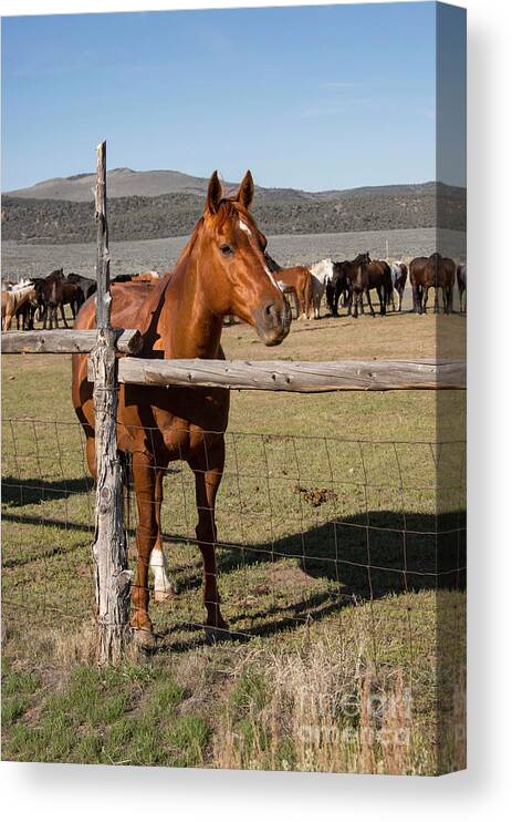Animals Canvas Print featuring the photograph Sorrel horse in wooden corral on ranch with horse herd by Georgia Evans