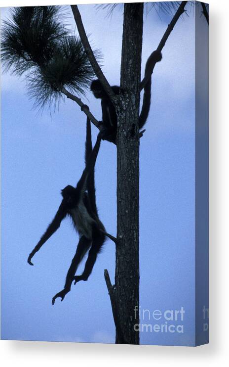 Belize Canvas Print featuring the photograph Spider Monkeys Belize Central America by John Mitchell