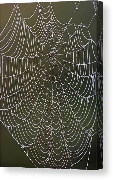 Spider Web Canvas Print featuring the photograph Spider Web and Morning Dew by Juergen Roth