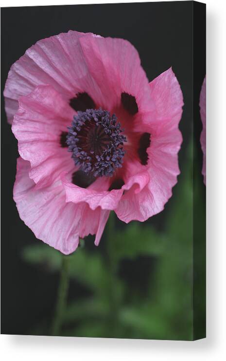 Poppy Canvas Print featuring the photograph Spotted Pink Poppy by Tammy Pool