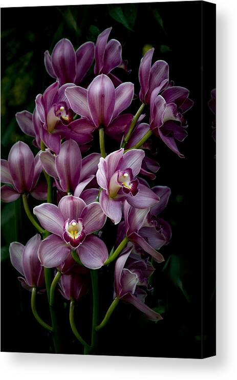 Orchids Canvas Print featuring the photograph Spray of Cymbidium Orchids by Julie Palencia