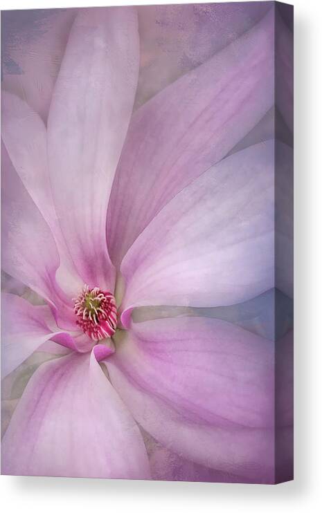 Magnolia Canvas Print featuring the photograph Spring Comes Softly by Jill Love