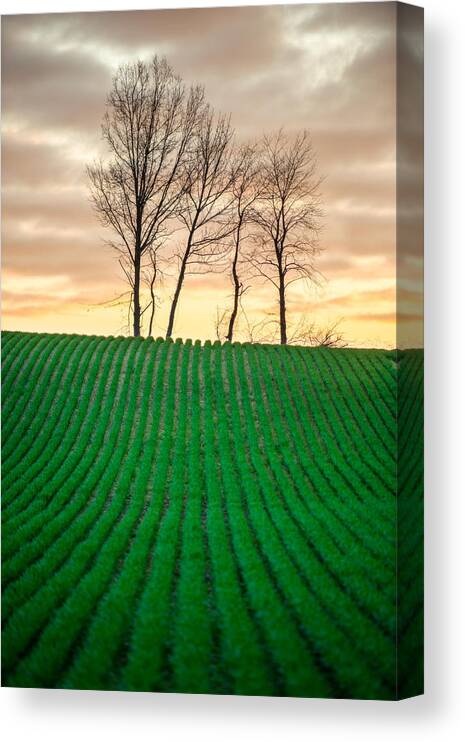 Rural Canvas Print featuring the photograph Spring Corn Rows of the Midwest by Matt Hammerstein