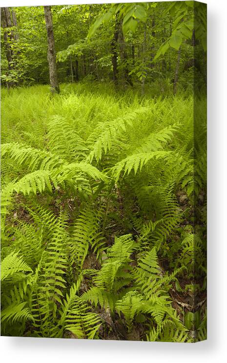 Nature Reserve Canvas Print featuring the photograph Spring Ferns Meadow by Irwin Barrett