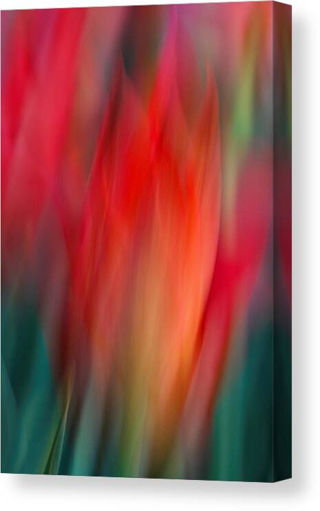 Tulip Canvas Print featuring the photograph Spring Fling by Neil Shapiro