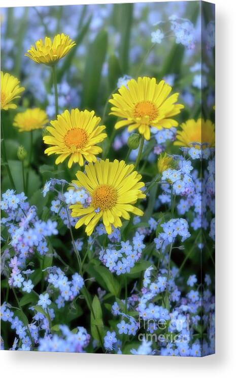Spring Canvas Print featuring the photograph Spring Flowers Forget Me Nots and Leopard's Bane by Henry Kowalski