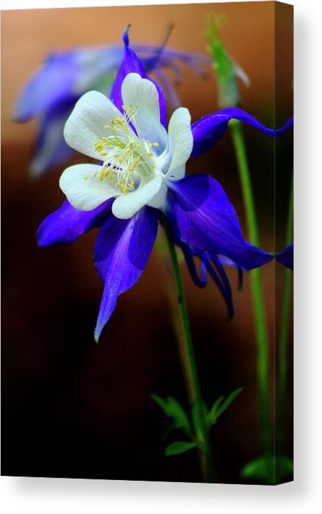 Nature Canvas Print featuring the photograph Spring Flowers by Kevin Wheeler