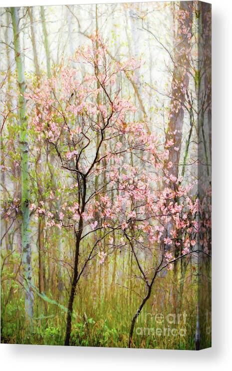 Minnesota Canvas Print featuring the photograph Spring in the Forest by Lori Dobbs