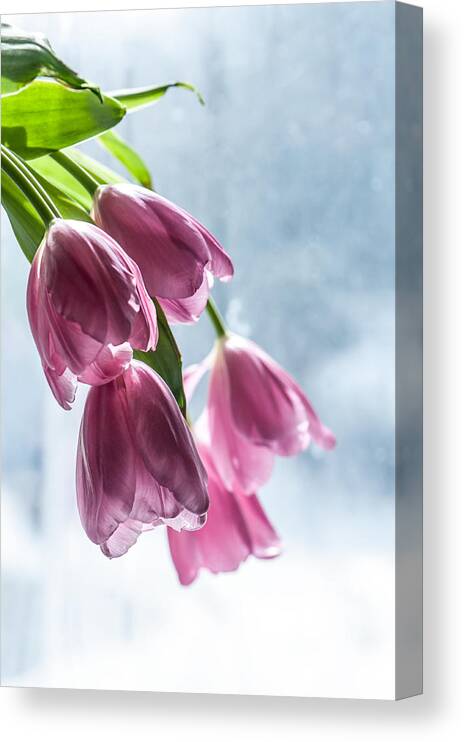 Still Life Canvas Print featuring the photograph Spring is Calling by Maggie Terlecki