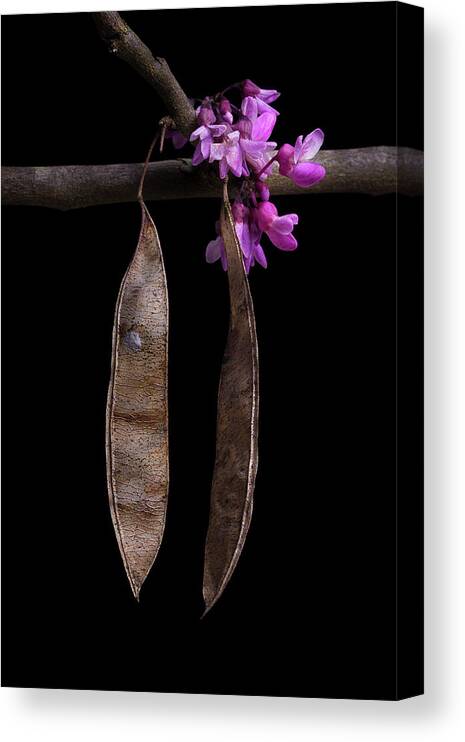 Redbud Canvas Print featuring the photograph Spring Time Redbud 3 by Mike Eingle