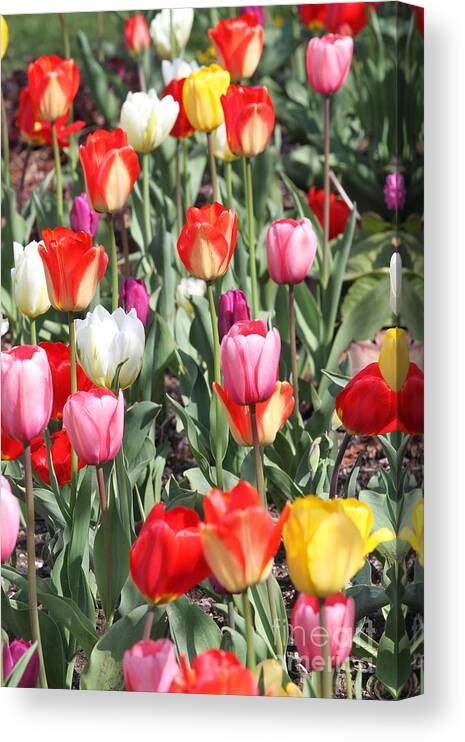 Flowers Canvas Print featuring the glass art Spring Tulips 3 by Robert Pearson