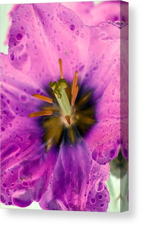 Tulip Canvas Print featuring the photograph Spring Tulips - PhotoPower 3015 by Pamela Critchlow