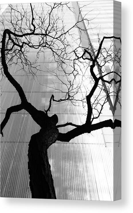 Tree Canvas Print featuring the photograph St. Vitus Dance by Kreddible Trout