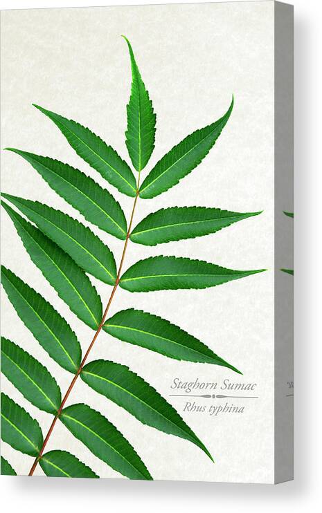 Leaves Canvas Print featuring the mixed media Staghorn Sumac by Christina Rollo