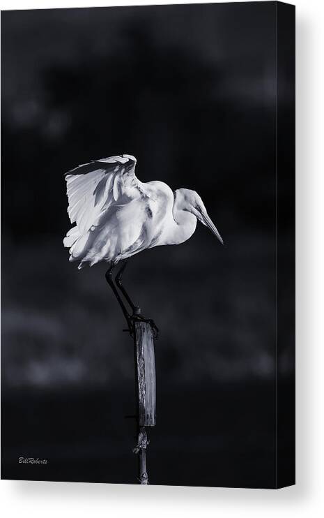 Central California Coast Canvas Print featuring the photograph Stands Alone by Bill Roberts