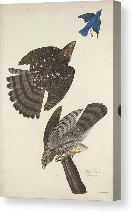 Audubon Canvas Print featuring the drawing Stanley Hawk by Dreyer Wildlife Print Collections 