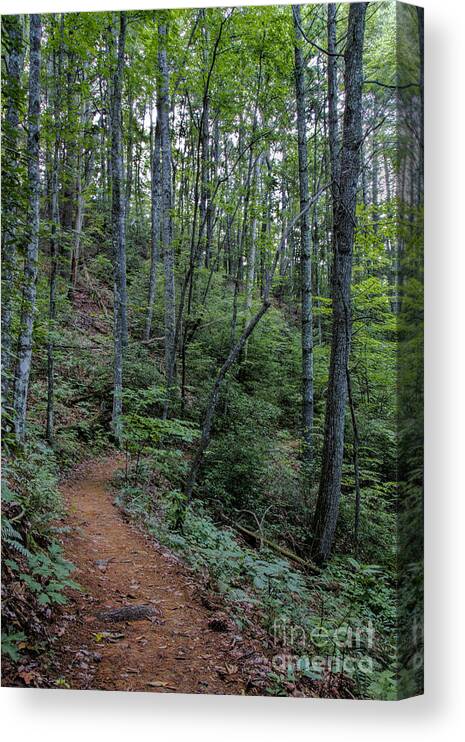 Stanly Gap Trail Canvas Print featuring the photograph Stanly Gap Trail by Barbara Bowen