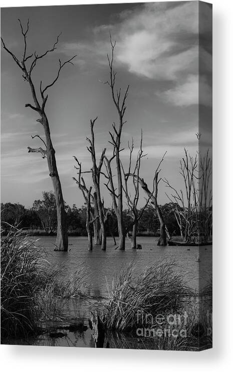 Tree Canvas Print featuring the photograph Still standing V2 by Douglas Barnard