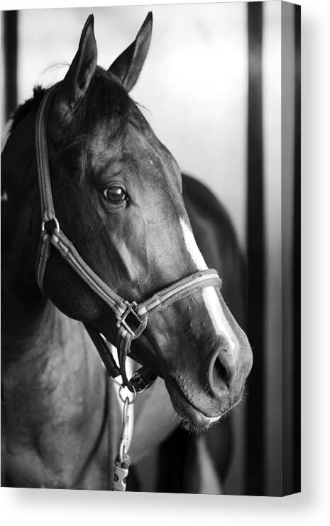 Horse Canvas Print featuring the photograph Horse and Stillness by Marilyn Hunt