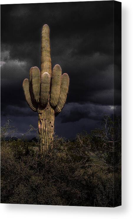 Saguaro Canvas Print featuring the photograph Storm by Jim Painter