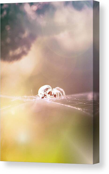 Spider Canvas Print featuring the photograph Story Of A Spider by Jaroslav Buna