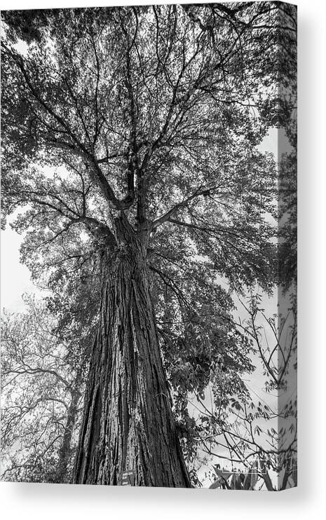 Black And White Canvas Print featuring the photograph Stronger by Kim Sowa