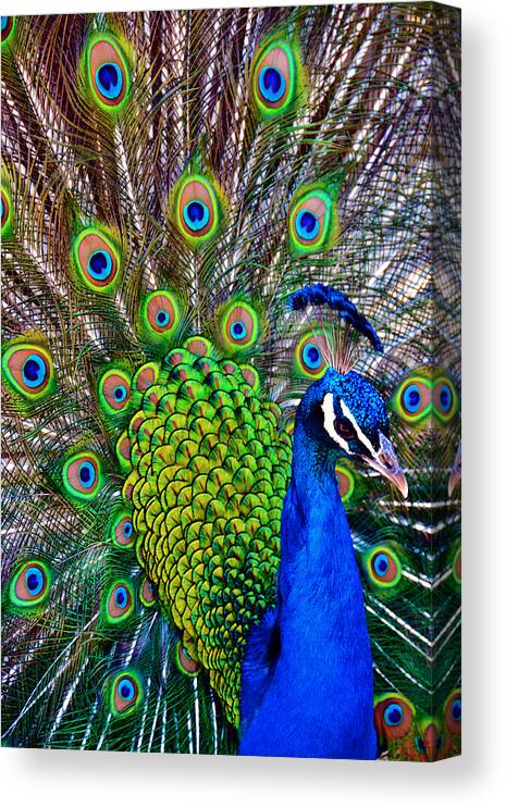 Zoo Canvas Print featuring the photograph Strut by Angelina Tamez