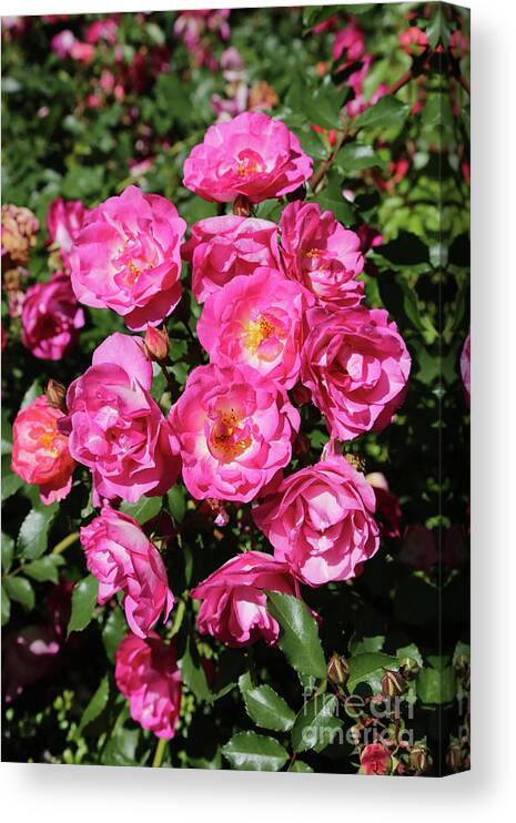 Pink Roses Canvas Print featuring the photograph Stunning Pink Roses by Carol Groenen