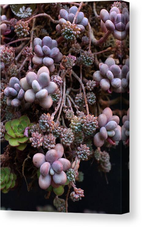 Succulent Canvas Print featuring the photograph Succculents by Catherine Lau