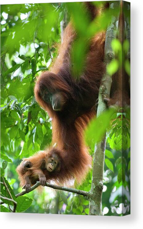 Mp Canvas Print featuring the photograph Sumatran Orangutan Pongo Abelii Two by Suzi Eszterhas