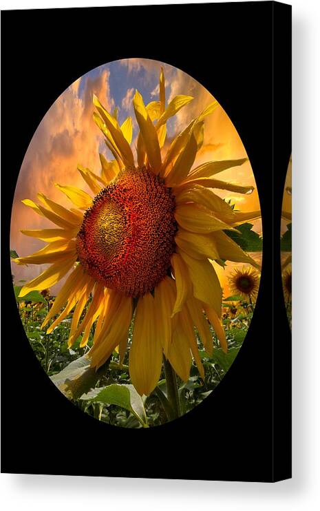 Sunflower Canvas Print featuring the photograph Sunflower Dawn in Oval by Debra and Dave Vanderlaan