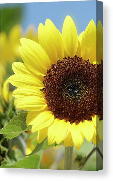 Sunflower Canvas Print featuring the photograph Sunflower by Garden Gate