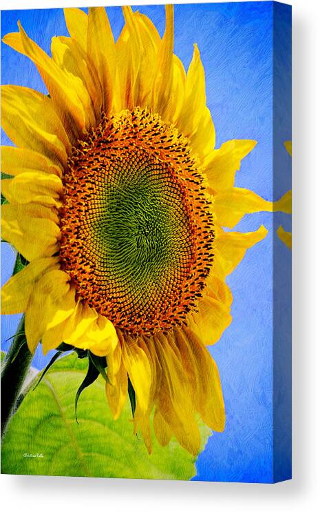 Sunflower Canvas Print featuring the photograph Sunflower Plant by Christina Rollo