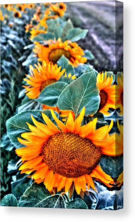 Flora Canvas Print featuring the photograph Sunflower Row by David Matthews