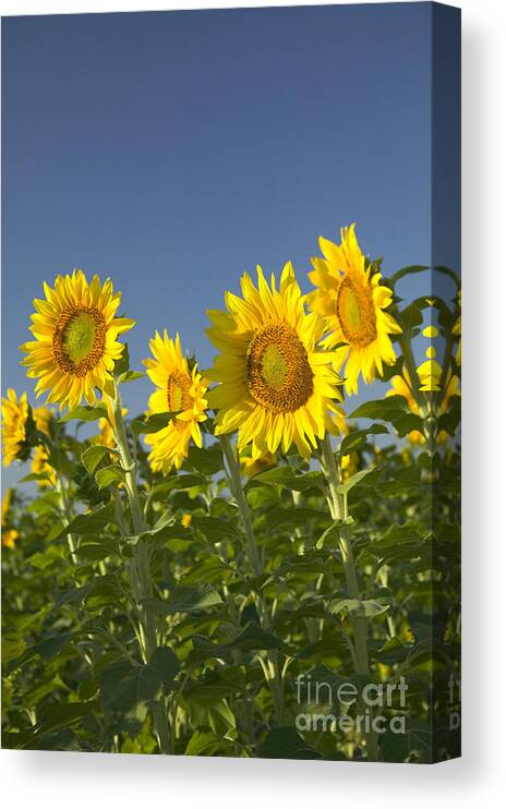 Sunflowers Canvas Print featuring the photograph Sunflowers In A Field by Inga Spence