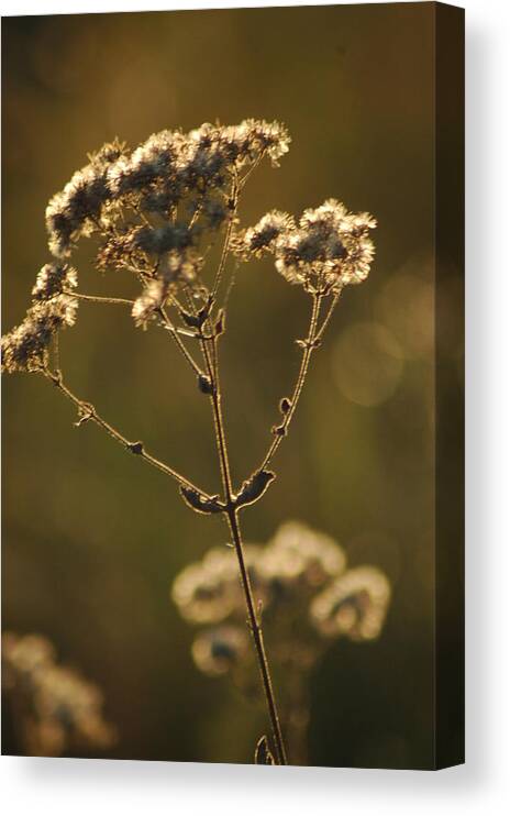 Foliage Canvas Print featuring the photograph Sunkissed by Lori Mellen-Pagliaro