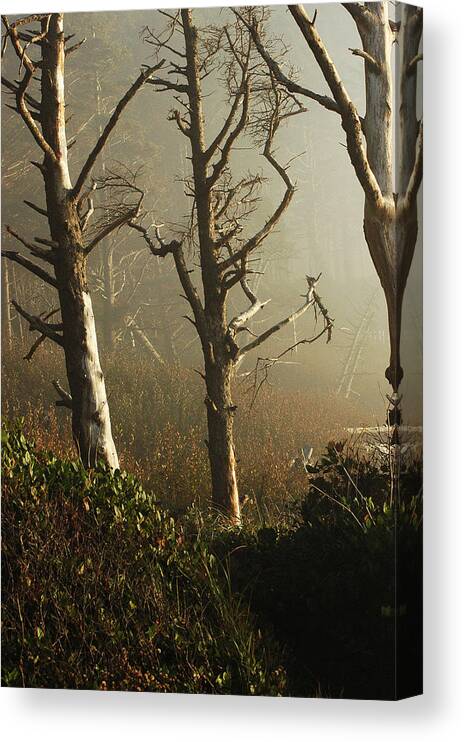 Trees Canvas Print featuring the photograph Sunlit Morning by Lori Mellen-Pagliaro