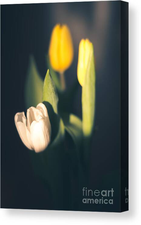 Cheryl Baxter Photography Canvas Print featuring the photograph Sunlit Tulips by Cheryl Baxter