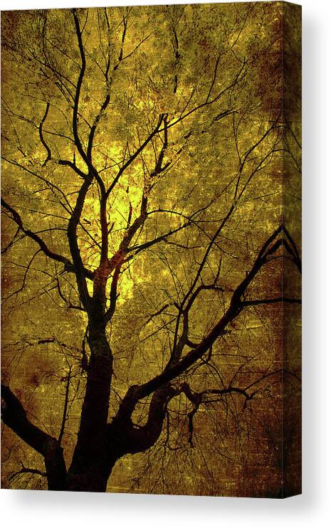Sun Canvas Print featuring the painting Sunny Branches by Gray Artus
