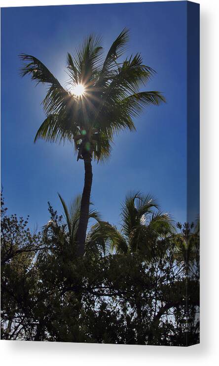 Nature Canvas Print featuring the photograph Sunny Palm by Bob Slitzan