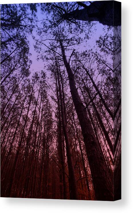 Forest Canvas Print featuring the photograph Sunset Forest by M K Miller