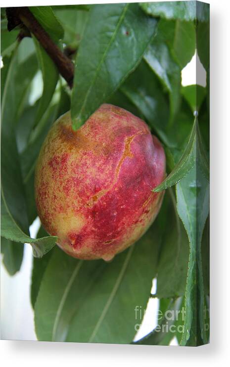 Pluot Canvas Print featuring the photograph Sunset Fruit by Suzanne Oesterling