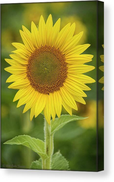 Sunflower Canvas Print featuring the photograph Sunshine by Erika Fawcett