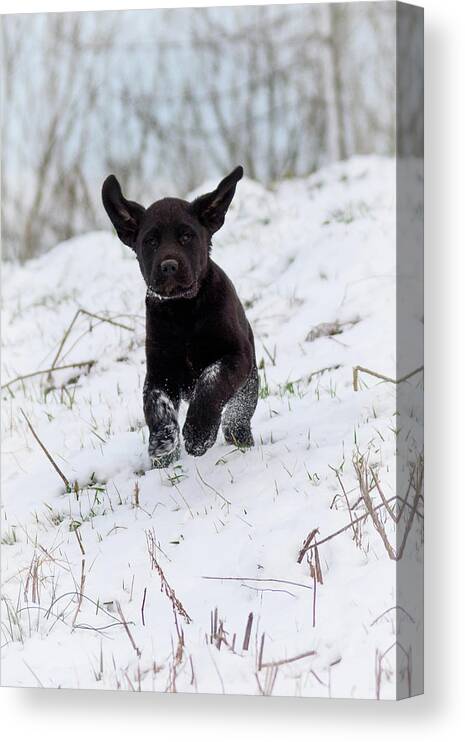 Pup Canvas Print featuring the photograph Super Pup by Holden The Moment