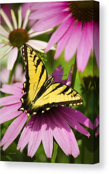 Swallowtail Butterfly Canvas Print featuring the photograph Swallowtail Butterfly by Christina Rollo