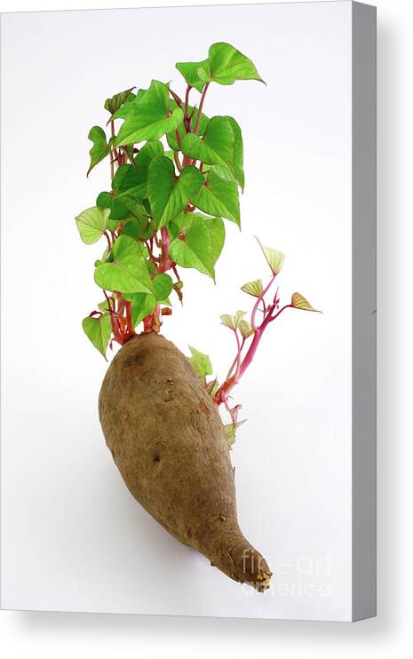 Sweet Potato Canvas Print featuring the photograph Sweet potato by Gaspar Avila