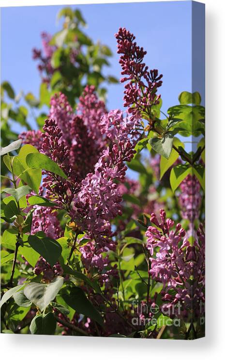 Lilacs Canvas Print featuring the photograph Sweet Springtime Lilacs by Carol Groenen
